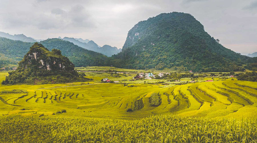 Pu Luong’s mountains are blanketed in tropical rainforest, while its valleys unfold into cascading terraces of cultivated rice fields